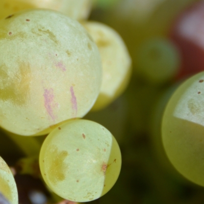 Roter Riesling Mutation ANT 6314